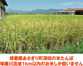 球磨郡あさぎり町深田の米たんぼ 球磨川流域1km以内のお米しか扱いません