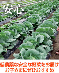 低農薬の安全な野菜をお届け お子さまにぜひおすすめ