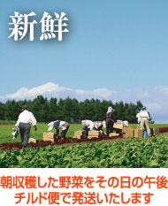 朝収穫した野菜をその日の午後チルド便で発送いたします